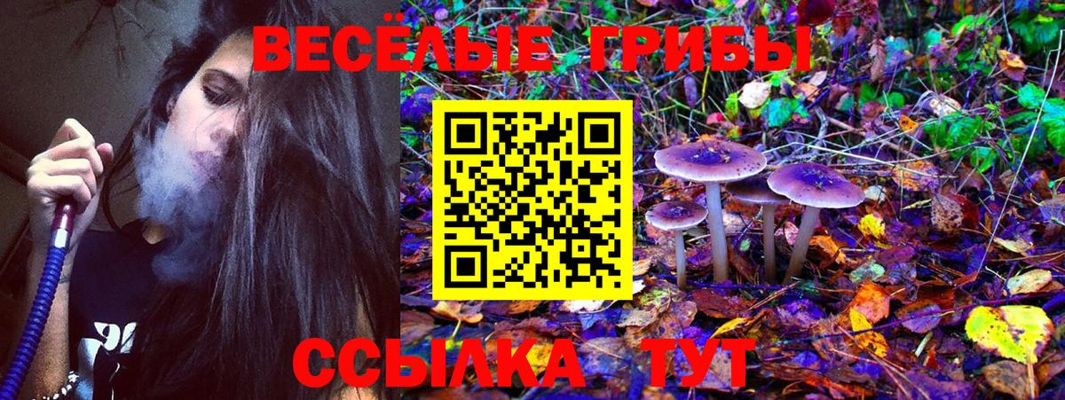 Псилоцибиновые грибы Psilocybe Ульяновск